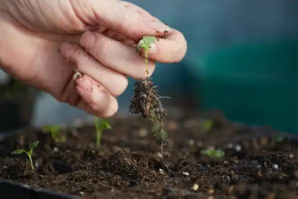 Le compostage, un geste écologique pour nourrir votre jardin et protéger l’environnement