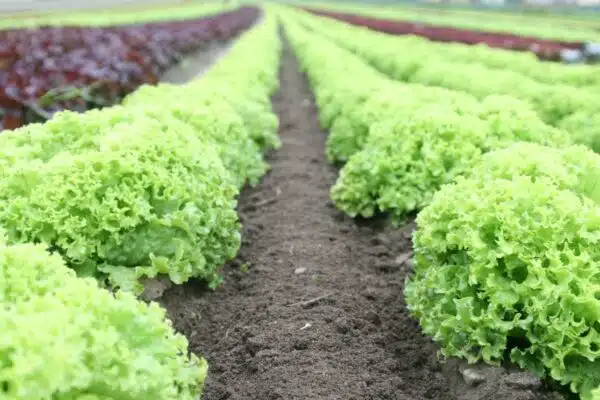 Conseils pratiques pour créer facilement votre propre potager à la maison