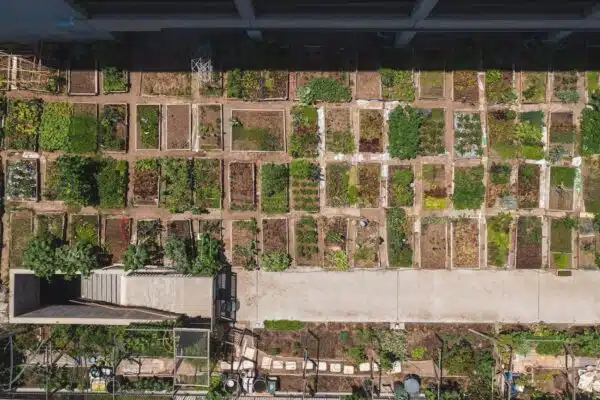 Les atouts du jardinage en ville et sa mise en œuvre sur votre terrasse