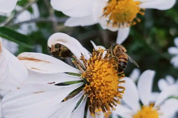 Les plantes mellifères pour favoriser la biodiversité dans votre jardin
