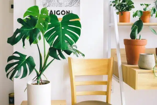 Les plantes d’intérieur idéales pour améliorer la qualité de l’air chez vous