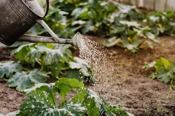 Arrosage du basilic : quand et comment bien le faire ?