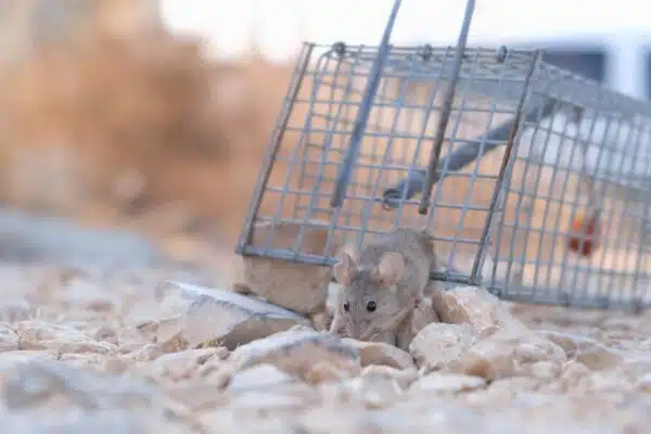 5 astuces infaillibles pour faire un poison à souris maison et en finir avec les invasions de rats !