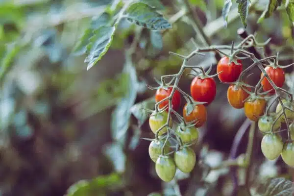 Comment planter des œillets d’inde à côté des tomates pour profiter de leurs bienfaits ?