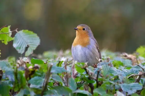 5 odeurs qui font fuir les oiseaux de votre jardin et protègent vos cultures