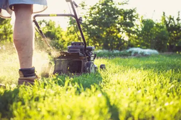 Guide d’entretien de pelouse : Secrets pour un gazon verdoyant tout au long de l’année