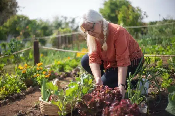 Les clés d’un potager florissant : astuces pour réussir la culture de légumes et d’herbes aromatiques