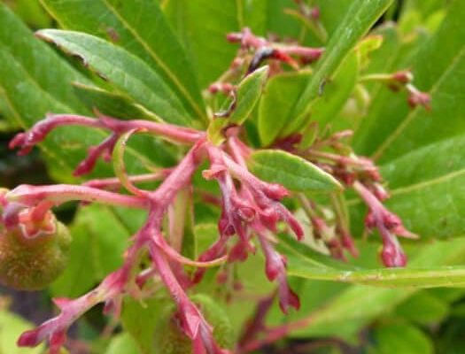 Quels sont les avantages de Arbutus ?