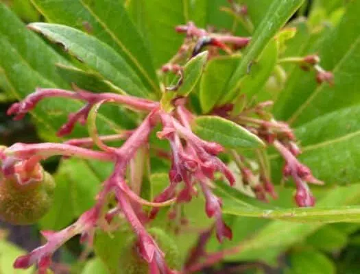 Quels sont les avantages de Arbutus ?