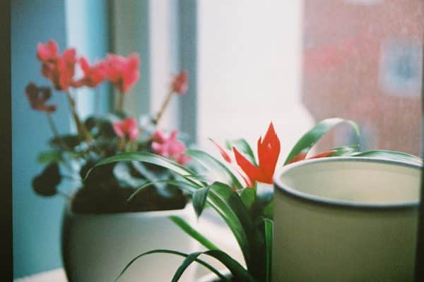 Comment prendre soin de la plante verte ?