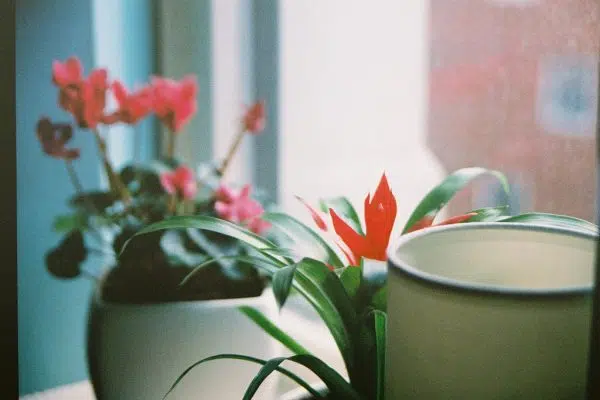 Comment prendre soin de la plante verte ?