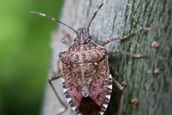 Punaise diabolique : se débarrasser du nouvel envahisseur du jardin