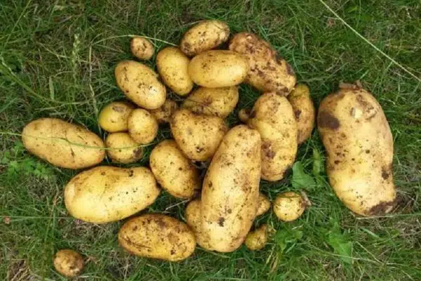 Quand planter des pommes de terre avec la lune ?