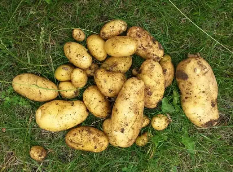 Quand planter des pommes de terre avec la lune ? La Petite Déco