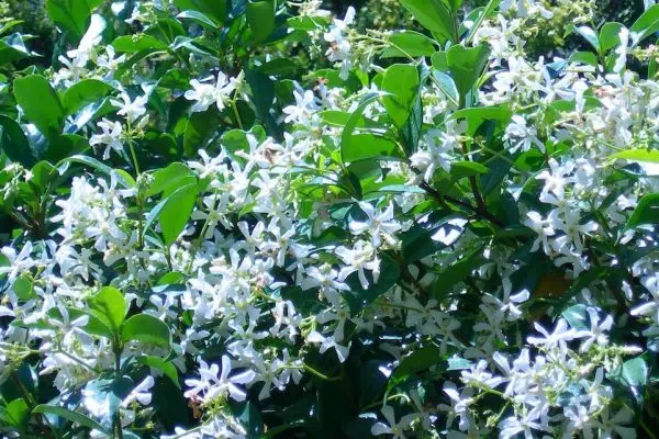 Pourquoi mes fleurs de jasmin tombent ?