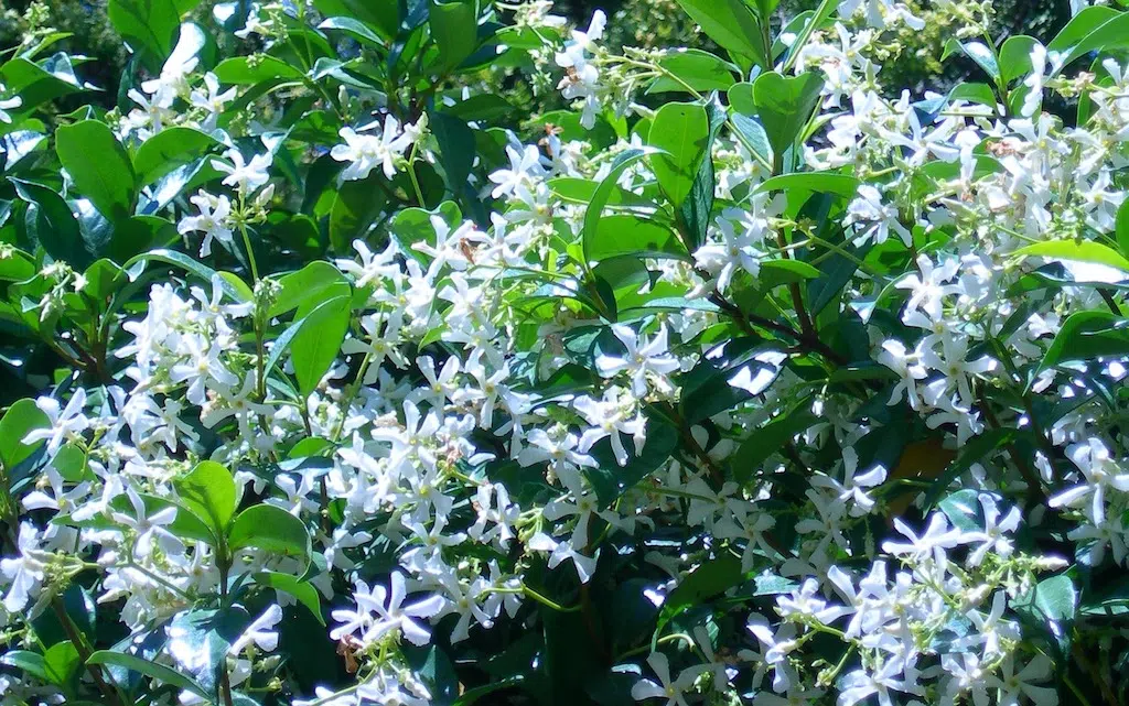 Pourquoi mes fleurs de jasmin tombent ?