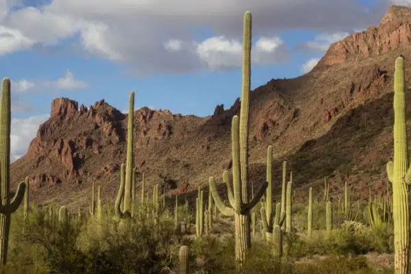 Pourquoi ne devrions-nous pas offrir des cactus ?