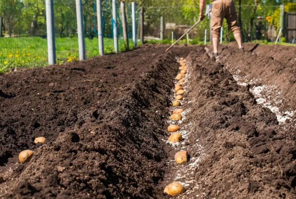 culture de pomme de terre
