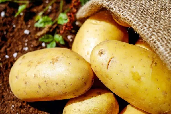 Cultiver des pommes de terre chez soi dans son jardin potager