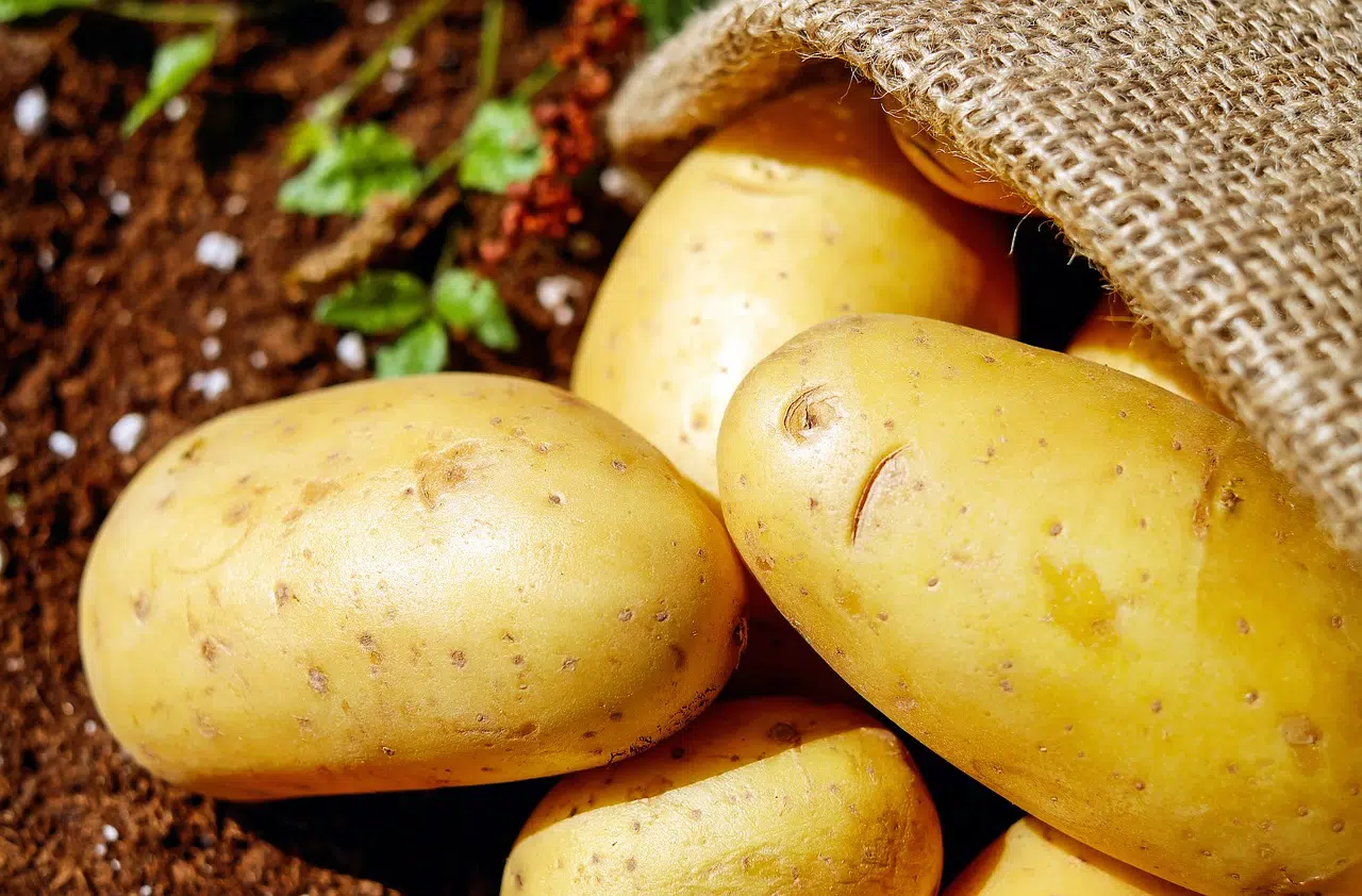 Cultiver des pommes de terre chez soi dans son jardin potager