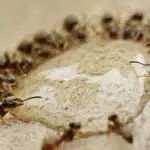 Invasion de fourmis : faites appel à un expert