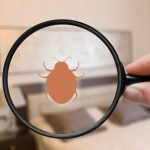 Punaises de lit à Brignoles : les solutions pour une élimination rapide et durable