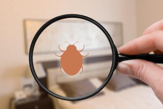 Punaises de lit à Brignoles : les solutions pour une élimination rapide et durable