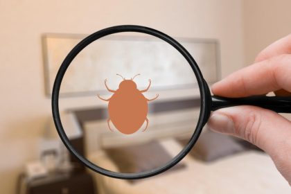 Punaises de lit à Brignoles : les solutions pour une élimination rapide et durable