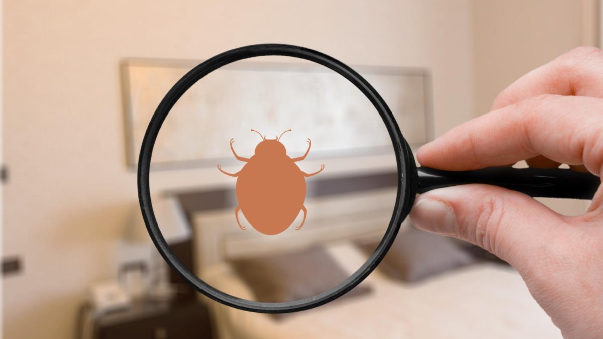 Punaises de lit à Brignoles : les solutions pour une élimination rapide et durable