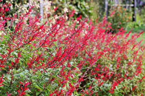Plante rouge : quelles sont les plantes à fleurs rouges ?