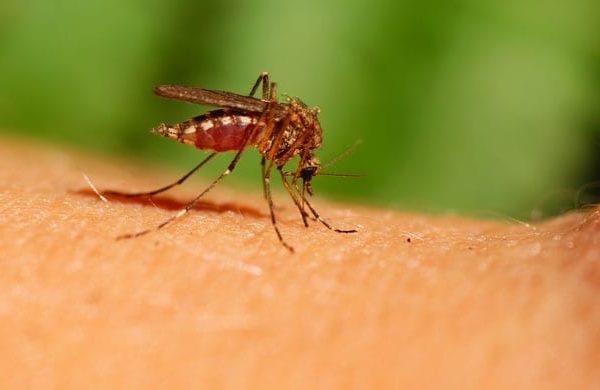 Comment se débarrasser des moustiques dans son appartement ?