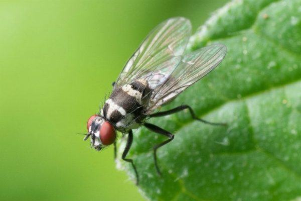 Les mouches sont-elles sales ?